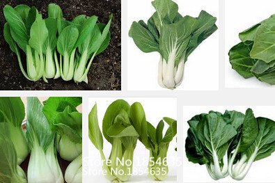 6649954418871 - GARDEN PLANT HOT SALE VEGETABLE SEEDS BRASSICA CHINENSIS, PAKCHOI SEEDS, FEATHERS DISHES,ABOUT 200 PARTICLES BONSAI SEED