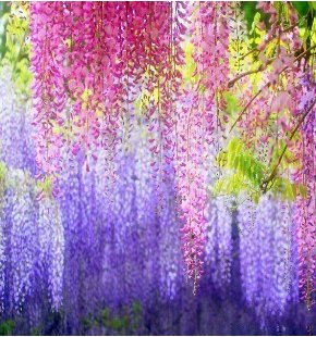 6649954794654 - HOT SELLING 35PCS/BAG PINK WISTERIA FLOWER SEEDS FOR DIY HOME GARDEN FREE SHIPPING