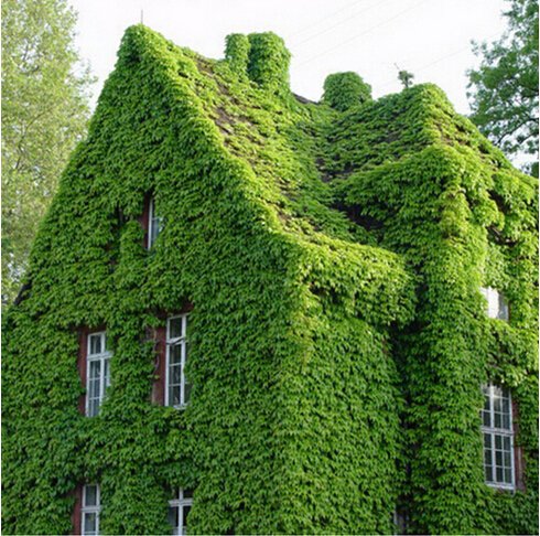 6649954794678 - 100 PCS/PACK GREEN BOSTON IVY SEEDS IVY SEED FOR DIY HOME & GARDEN OUTDOOR PLANTS SEEDS DROP SHIPPING FREE SHIPPING