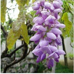 6649954794784 - FREE SHIPPING 100PCS/BAG HOT SELL DIY FAMILY GARDEN OF THE PURPLE WISTERIA FLOWERS SEEDS