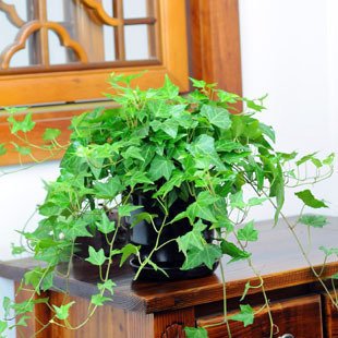 6649954794982 - FREE SHIPPING HOT SELLING 300PCS HEDERA HELIX CHINESE IVY SEEDS DIY HOME GARDEN PLANTS IN ONE WHOLESALE PRICE