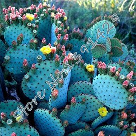6649954795064 - 100PCS FAIRY SUCCULENTS SEEDS,(3 BAG LITHOP SEEDS + GIFTS) ANTI-RADIATION,IMPORTED CACTUS HYBRID BONSAI SEEDS, DIY HOME GARDEN