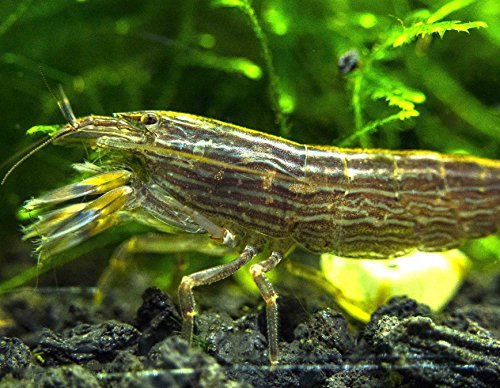 0684758008657 - 1 LARGE FRESHWATER BAMBOO SHRIMP/SINGAPORE FLOWER SHRIMP (ATYOPSIS MOLUCCENSIS) - 2+ INCH YOUNG ADULT - BY AQUATIC ARTS