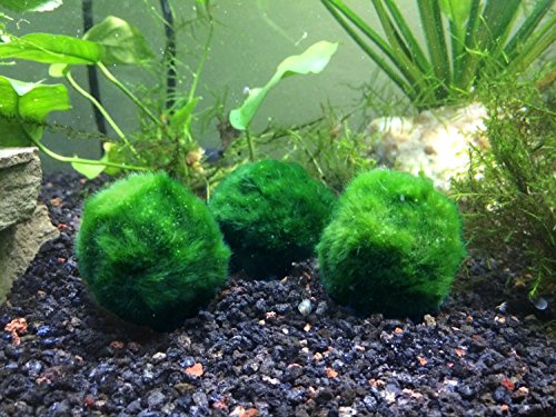 0688907065157 - 5 B-GRADE GIANT MARIMO MOSS BALLS XL SIZE - REAL MARIMO - 2 TO 2.5 INCHES