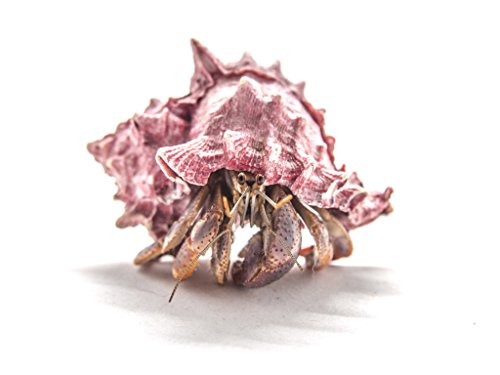 0688907065577 - 1 CARIBBEAN LAND HERMIT CRAB WITH DELUXE POLISHED SHELL (COENOBITA CLYPEATUS) BY AQUATIC ARTS
