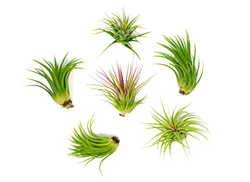0688907067557 - 6 LOWLIGHT AIR PLANT PACK - LIVE LOW-LIGHT PLANTS | INDOOR TROPICAL TILLANDSIA HOUSEPLANT KIT | NATURAL LOW LIGHT DECORATIONS BY PLANTS FOR PETS