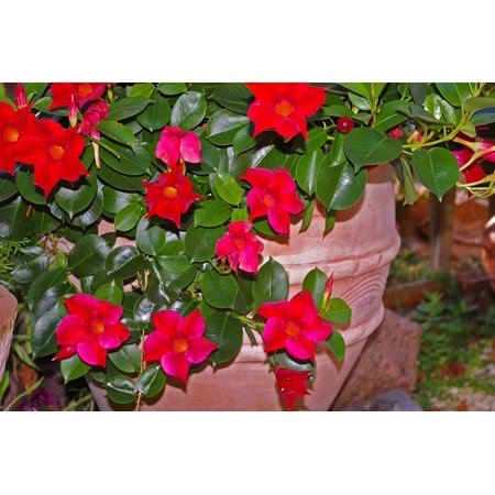 0689328847148 - DIPLADENIA FUNNEL LIKE CROP MANDEVILLA TRUMPET LIKE-20 INCH BY 30 INCH LAMINATED POSTER WITH BRIGHT COLORS AND VIVID IMAGERY-FITS PERFECTLY IN MANY ATTRACTIVE FRAMES
