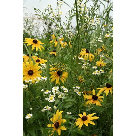 0696239645046 - FRAMED ART FOR YOUR WALL CONE FLOWERS YELLOW FLOWERS WILD FLOWERS 10X13 FRAME