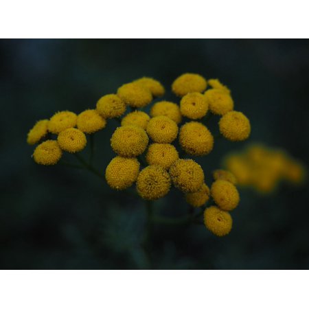 0696262951312 - CANVAS PRINT TANACETUM VULGARE YELLOW FLOWERS TANSY STRETCHED CANVAS 10 X 14