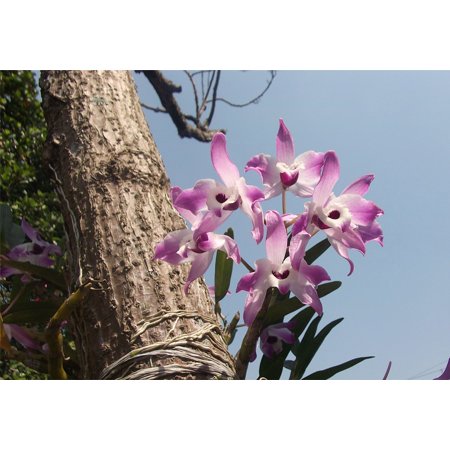 0696263764058 - CANVAS PRINT FLOWERS SUZANO GARDEN BRAZIL ORCHIDS AMAZON STRETCHED CANVAS 10 X 14