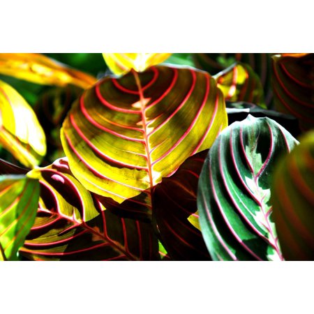 0696263970800 - CANVAS PRINT MARANTA HOUSE PLANT GREEN STRETCHED CANVAS 10 X 14