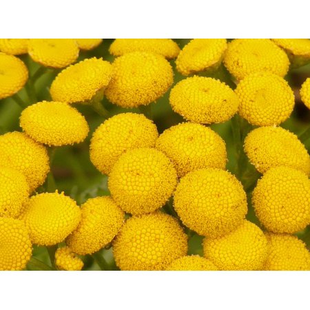0696266795110 - CANVAS PRINT CHRYSANTHEMUM VULGARE TANSY TANACETUM VULGARE STRETCHED CANVAS 10 X 14