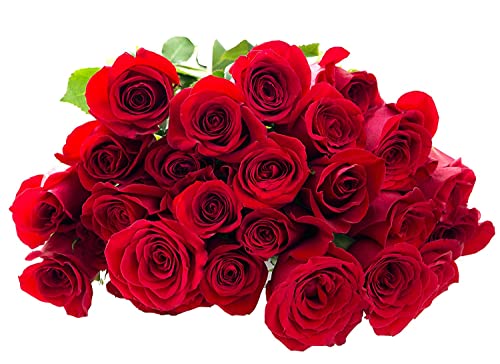 0698781585412 - MOTHERS DAY 100 RED ROSES (FARM-FRESH, LONG STEM - 60CM) - FARM DIRECT WHOLESALE FRESH FLOWERS