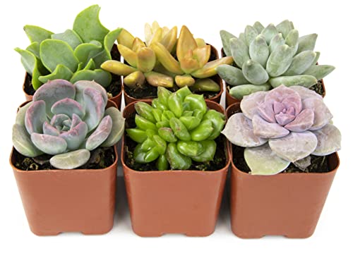 0703624435004 - SUCCULENT PLANTS (5 PACK), FULLY ROOTED IN PLANTER POTS WITH SOIL - REAL LIVE POTTED SUCCULENTS / UNIQUE INDOOR CACTUS DECOR BY PLANTS FOR PETS