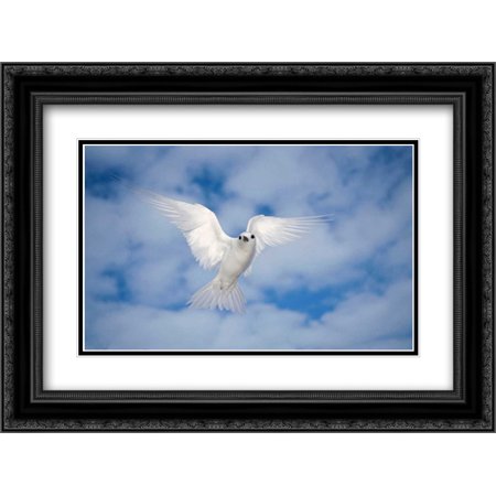 0704679099890 - WHITE TERN ALSO KNOWN AS FAIRY TERN, HOVERING IN SEARCH OF NEST SITE, MIDWAY ATOLL, HAWAII 2X MATTED 24X18 BLACK ORNATE FRAMED ART PRINT BY DE ROY, TUI