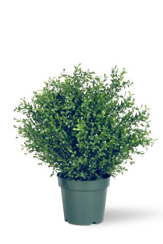 0729083398049 - NATIONAL TREE ARGENTEA PLANT WITH 10-INCH ROUND GREEN PLASTIC POT, 30-INCH