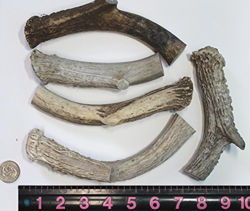 0738417431222 - ONE X 4 TO 5 OZ WHITETAIL DEER ANTLER DOG CHEW