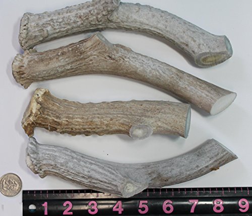 0738417431253 - ONE X 7 TO 8 OZ WHITETAIL DEER ANTLER DOG CHEW