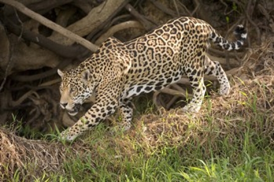 7429718197186 - JAGUAR (PANTHERA ONCA) FORAGING IN A FOREST, THREE BROTHERS RIVER, MEETING OF THE WATERS STATE PARK, PANTANAL WETLANDS,