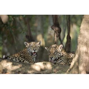 7429718197193 - JAGUARS (PANTHERA ONCA) RESTING IN A FOREST, THREE BROTHERS RIVER, MEETING OF THE WATERS STATE PARK, PANTANAL WETLANDS,