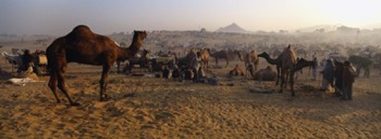 7429718838829 - CAMELS IN A FAIR, PUSHKAR CAMEL FAIR, PUSHKAR, RAJASTHAN, INDIA POSTER PRINT (36 X 13)