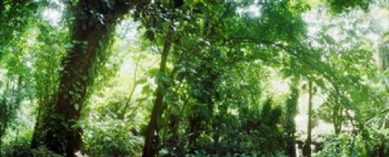 7429719453410 - SUBTROPICAL FOREST OF PARQUE LAGE, JARDIM BOTANICO, CORCOVADO, RIO DE JANEIRO, BRAZIL POSTER PRINT (15 X 6)