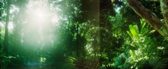 7429719579523 - SUNBEAMS SHINING THROUGH TREES IN A FOREST PARQUE LAGE JARDIM BOTANICO CORCOVADO RIO DE JANEIRO BRAZIL (30 X 13)