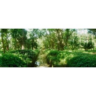 7429719879821 - TREES IN A BOTANICAL GARDEN, JARDIM BOTANICO, ZONA SUL, RIO DE JANEIRO, BRAZIL POSTER PRINT (30 X 12)