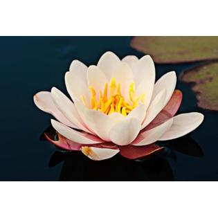 7429720241242 - WATER LILY IN A POND, MENDOCINO COAST BOTANICAL GARDENS, FORT BRAGG, CALIFORNIA, USA PRINT BY PANORAMIC IMAGES