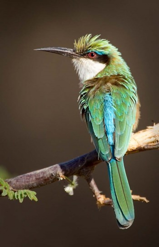 7429722761724 - KENYA, SAMBURU NR, SOMALI BEE-EATER, TROPICAL BIRD POSTER PRINT BY JAYNES GALLERY (22 X 34)