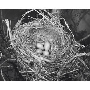 7429726210204 - HIGH ANGLE VIEW OF FOUR ROBIN'S EGGS IN A NEST POSTER PRINT (18 X 24)