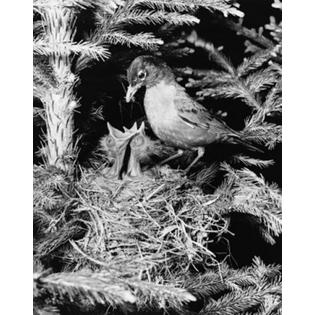 7429745228273 - SIDE PROFILE OF A ROBIN FEEDING ITS TWO YOUNG ONES IN A NEST POSTER PRINT (24 X 36)