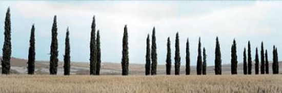 7430001116142 - VAL D ™ORCIA PANO - 5 POSTER PRINT BY ALAN BLAUSTEIN (12 X 36)
