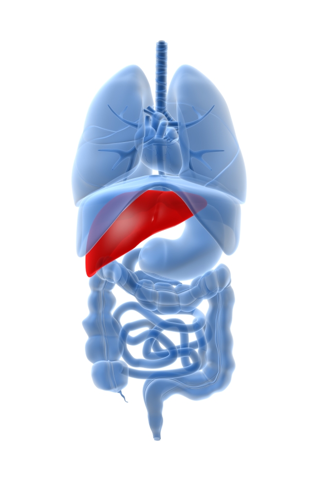 7430032238288 - X-RAY IMAGE OF INTERNAL ORGANS WITH PANCREAS HIGHLIGHTED IN RED POSTER PRINT (11 X 17)