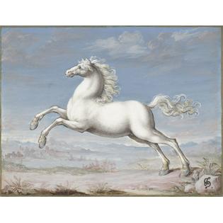 7430033663690 - WHITE HORSE POSTER PRINT (24 X 18)