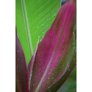 7430035639655 - CLOSE-UP OF GREEN AND RED TI PLANTS (CORDYLINE TERMINALIS) POSTER PRINT (12 X 18)