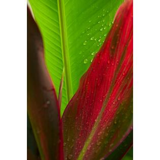 7430035939991 - CLOSE-UP OF GREEN AND RED TI PLANTS (CORDYLINE TERMINALIS) POSTER PRINT (12 X 18)