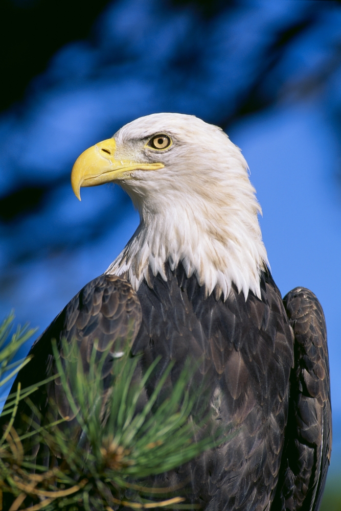 7430036189142 - COLORADO, CLOSE-UP OF BALD EAGLE, SITTING IN PONDEROSA PINE TREE, BLUE SKY, HEAD TURNED POSTER PRINT (12 X 19)