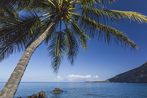 7430040930921 - COCONUT PALM (COCOS NUCIFERA) ON KEALAKEKUA BAY WITH VIEW OF CAPTAIN COOK MONUMENT KONA HAWAII ISLAND OF HAWAII UNITED STATES OF AMERICA POSTER PRINT (38 X 24)