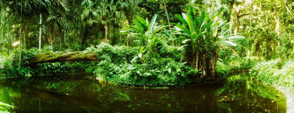 7430042276249 - SUBTROPICAL FOREST OF PARQUE LAGE, JARDIM BOTANICO, CORCOVADO, RIO DE JANEIRO, BRAZIL POSTER PRINT (24 X 9)