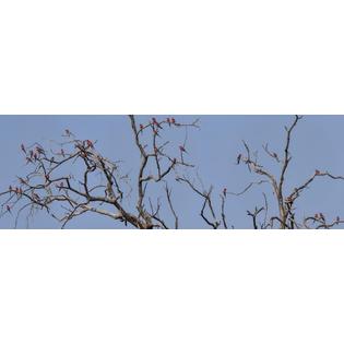 7430043066092 - LOW ANGLE VIEW OF SOUTHERN CARMINE BEE-EATERS (MEROPS NUBICOIDES) PERCHING ON A TREE KINGS POOL CAMP LINYANTI (36 X 12)