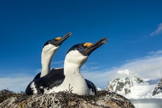 7430044441492 - BLUE-EYED SHAGS, ANTARCTICA. POSTER PRINT BY PAUL SOUDERS (24 X 15)