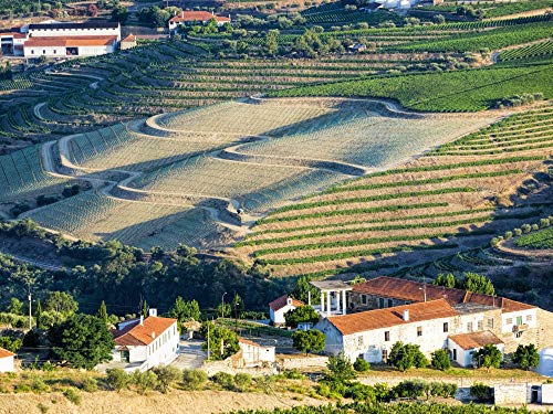 7439326153108 - POSTERAZZI PDDEU23TEG0502LARGE TERRACED VINEYARDS LINING THE HILLS OF THE DOURO VALLEY PHOTO PRINT, 24 X 36, MULTI