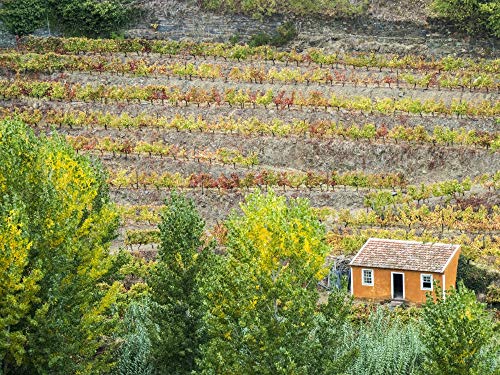 7439326351344 - POSTERAZZI PDDEU23JEG0362 PORTUGAL, SMALL ORANGE DWELLING IN THE VINEYARDS OF THE DOURO VALLEY IN AUTUMN PHOTO PRINT, 18 X 24, MULTI