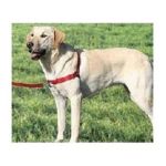 0759023067650 - EASY WALK HARNESS RED CRANBERRY LARGE