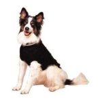 0077234800423 - FASHION PET CLASSICS BLACK CABLE DOG SWEATER LARGE 18 20