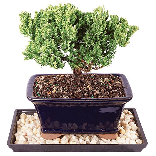 0782819002771 - BRUSSELS LIVE GREEN MOUND JUNIPER OUTDOOR BONSAI TREE - 4 YEARS OLD; 6 TO 8 TALL WITH DECORATIVE CONTAINER, HUMIDITY TRAY & DECO ROCK