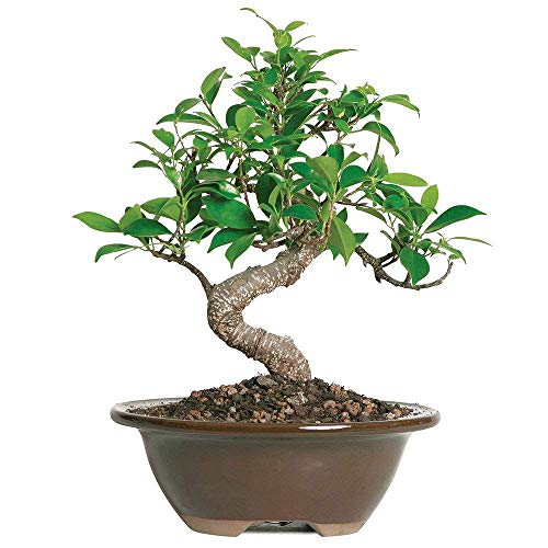 0782819011322 - BRUSSELS BONSAI LIVE GOLDEN GATE FICUS INDOOR BONSAI TREE-4 YEARS OLD 5 TO 8 TALL WITH DECORATIVE CONTAINER, SMALL