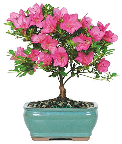 0782819011476 - BRUSSELS BONSAI LIVE SATSUKI AZALEA OUTDOOR BONSAI TREE-5 YEARS OLD 6 TO 8 TALL WITH DECORATIVE CONTAINER, SMALL