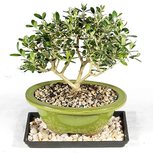 0782819065974 - EUROPEAN OLIVE WITH HUMDITY TRAY